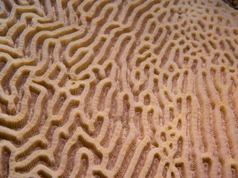 Atolls d'Entrecasteaux — Coral Sea Natural Park, New Caledonia