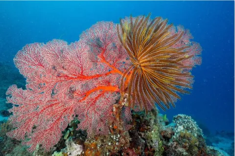 Atolls d'Entrecasteaux — Coral Sea Natural Park, New Caledonia