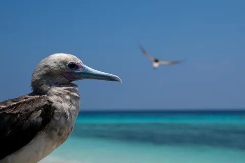 Atolls d'Entrecasteaux — Coral Sea Natural Park, New Caledonia