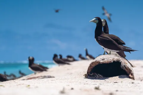Atolls d'Entrecasteaux — Coral Sea Natural Park, New Caledonia