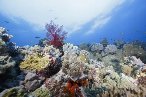 Grand Astrolabe — Coral Sea Natural Park, New Caledonia