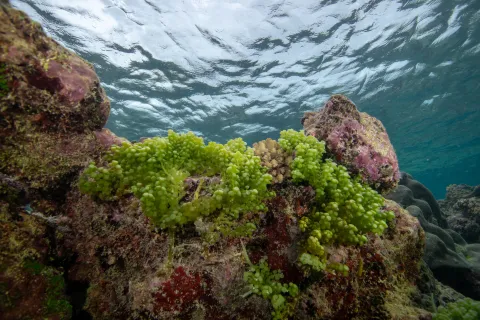 Ile Surprise Atolls d'Entrecasteaux — Coral Sea Natural Park, New Caledonia