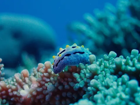 Ilot Huon Atolls d'Entrecasteaux — Coral Sea Natural Park, New Caledonia