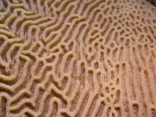 Atolls d'Entrecasteaux — Coral Sea Natural Park, New Caledonia