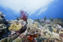 Grand Astrolabe — Coral Sea Natural Park, New Caledonia