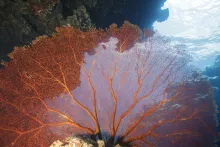 Grand Astrolabe — Coral Sea Natural Park, New Caledonia