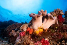 Grand Astrolabe — Coral Sea Natural Park, New Caledonia