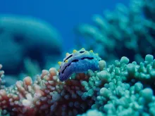 Ilot Huon Atolls d'Entrecasteaux — Coral Sea Natural Park, New Caledonia